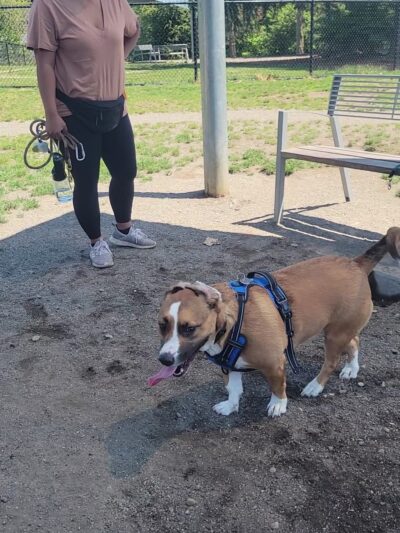 Morrill Meadows Park - Kent, WA