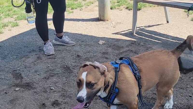 Morrill Meadows Park - Kent, WA