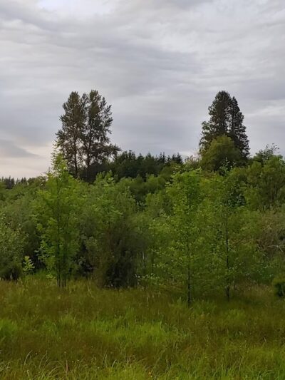 Soos Creek Park trailhead - Kent, WA
