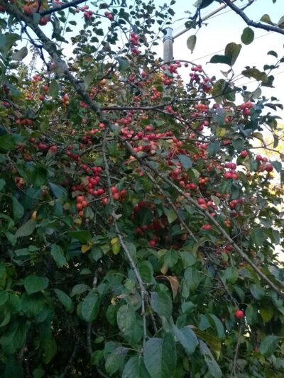 Sun Meadows Park - Kent, WA