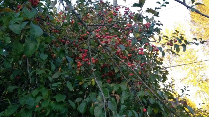 Sun Meadows Park - Kent, WA