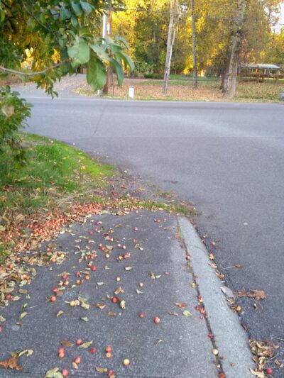 Sun Meadows Park - Kent, WA