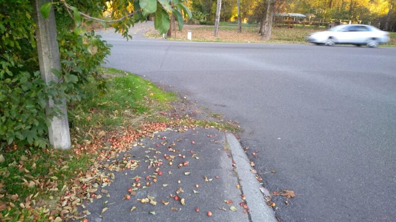 Sun Meadows Park - Kent, WA