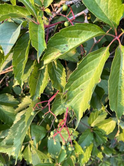 Kerrick Park - Kerrick, MN