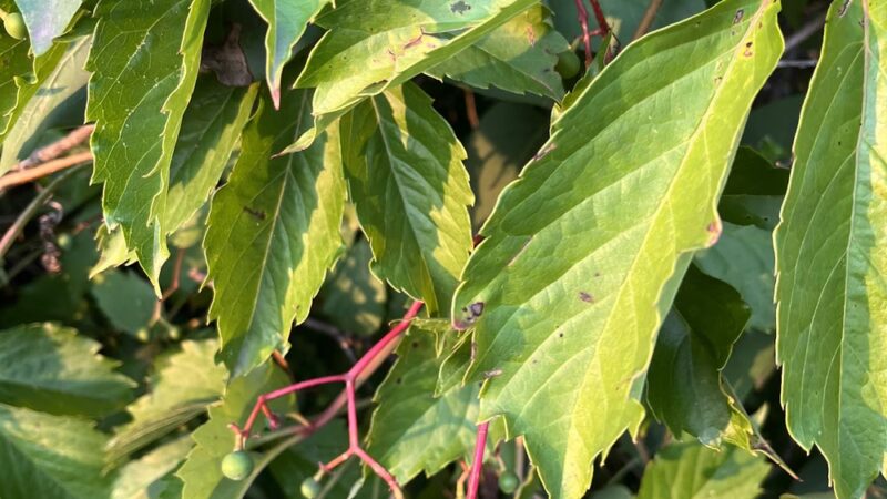 Kerrick Park - Kerrick, MN