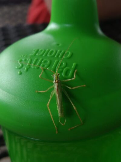 Main Street Park - Kersey, PA