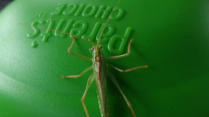 Main Street Park - Kersey, PA