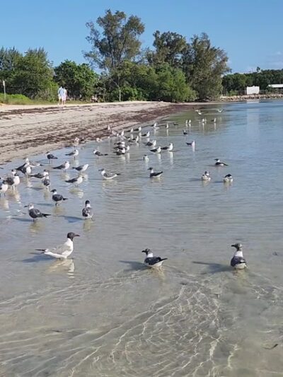Biscayne Dog Friendly Beach - Key Biscayne, FL