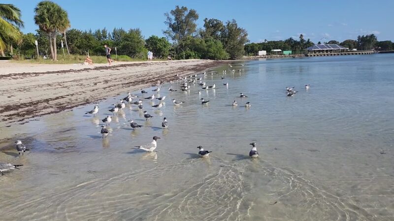 Biscayne Dog Friendly Beach - Key Biscayne, FL