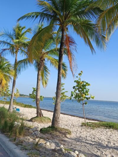 Biscayne Dog Friendly Beach - Key Biscayne, FL