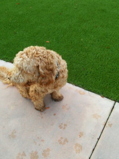 Village Green Dog Park - Key Biscayne, FL