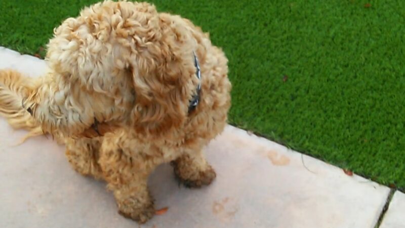 Village Green Dog Park - Key Biscayne, FL