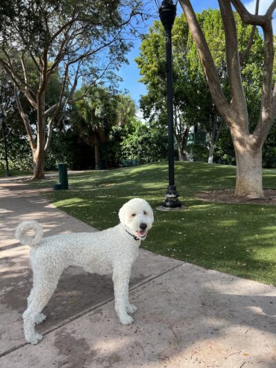 Village Green Dog Park - Key Biscayne, FL
