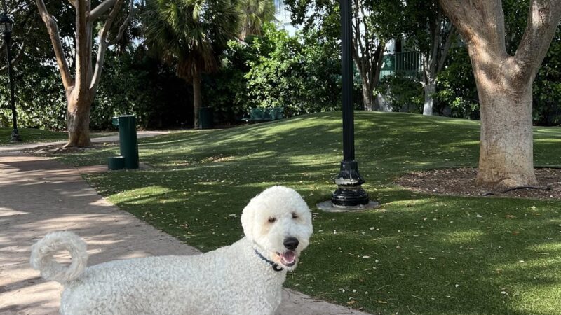 Village Green Dog Park - Key Biscayne, FL