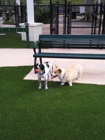 Village Green Dog Park - Key Biscayne, FL