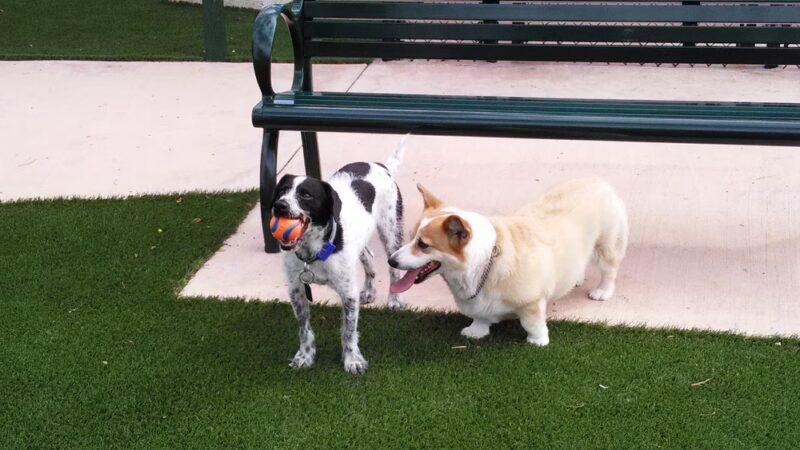Village Green Dog Park - Key Biscayne, FL
