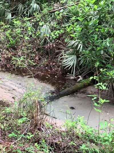 Mike Roess Gold Head Branch State Park - Keystone Heights, FL