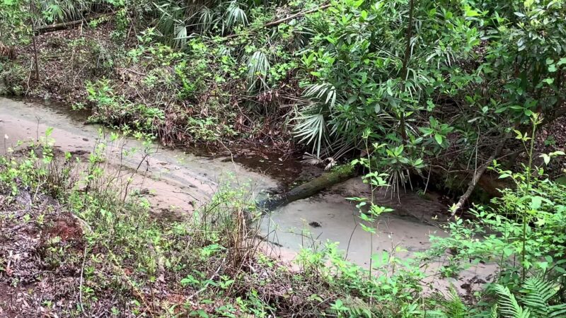Mike Roess Gold Head Branch State Park - Keystone Heights, FL