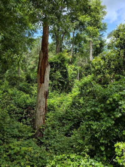 Mike Roess Gold Head Branch State Park - Keystone Heights, FL