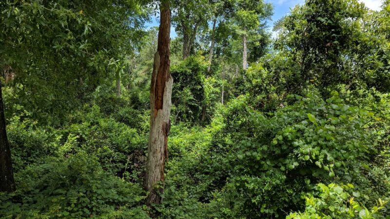 Mike Roess Gold Head Branch State Park - Keystone Heights, FL