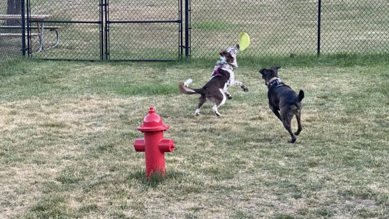 Mount Barkmore Dog Park - Keystone, SD