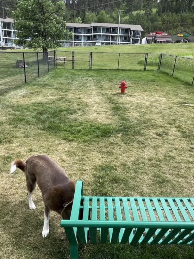 Mount Barkmore Dog Park - Keystone, SD