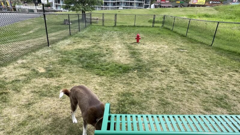 Mount Barkmore Dog Park - Keystone, SD