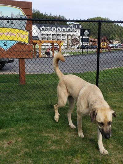 Mount Barkmore Dog Park - Keystone, SD