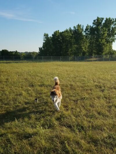 Thielman Bark Park - Kiel, WI