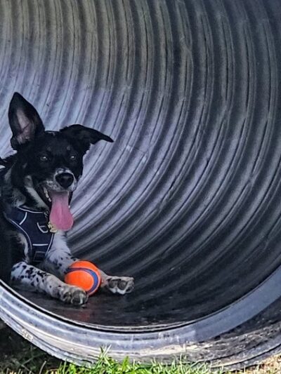 Thielman Bark Park - Kiel, WI