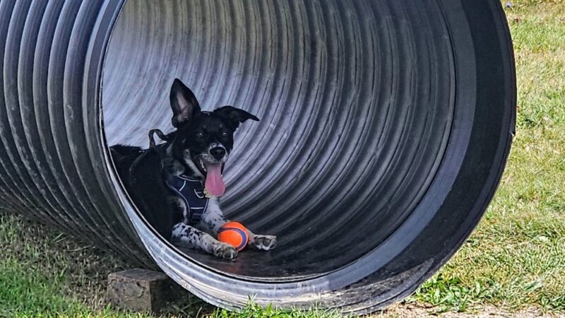 Thielman Bark Park - Kiel, WI