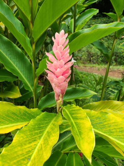 Kauai North Shore Dog Park - Kilauea, HI