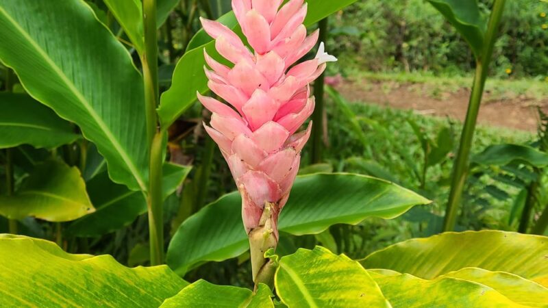 Kauai North Shore Dog Park - Kilauea, HI