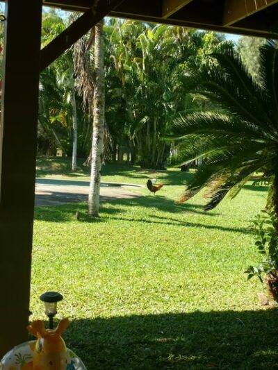 Kauai North Shore Dog Park - Kilauea, HI