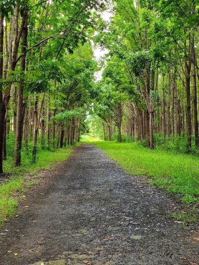 Kauai North Shore Dog Park - Kilauea, HI