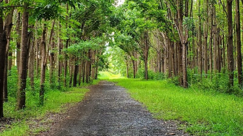 Kauai North Shore Dog Park - Kilauea, HI