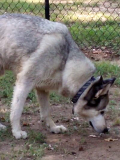 Meadowbrook Dog Park - Kilgore, TX