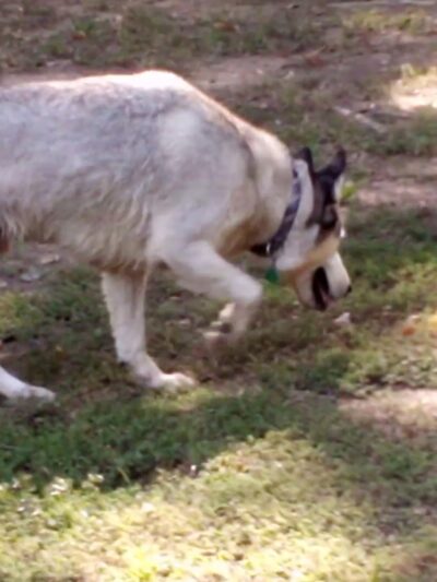 Meadowbrook Dog Park - Kilgore, TX