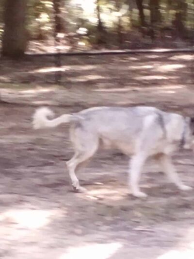 Meadowbrook Dog Park - Kilgore, TX