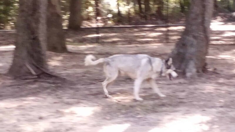 Meadowbrook Dog Park - Kilgore, TX