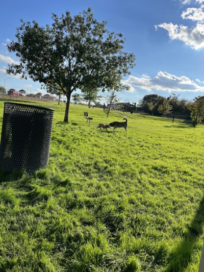 Mickey's Dog Park - Killeen, TX