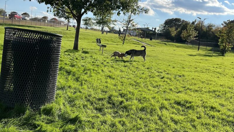 Mickey's Dog Park - Killeen, TX