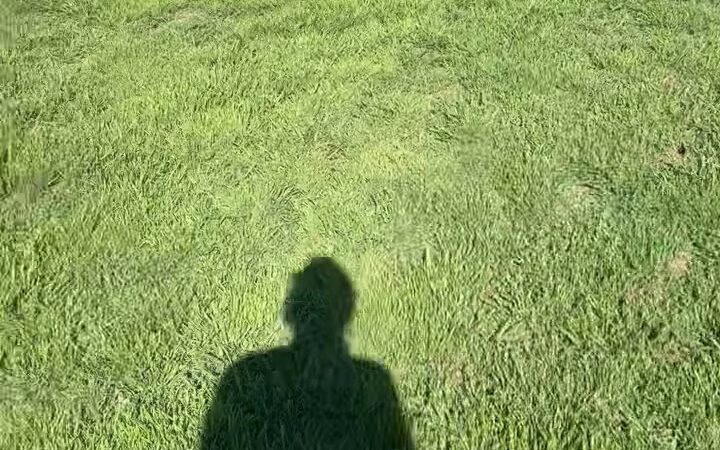 Mickey's Dog Park - Killeen, TX