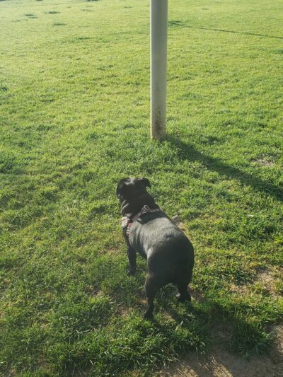 Mickey's Dog Park - Killeen, TX