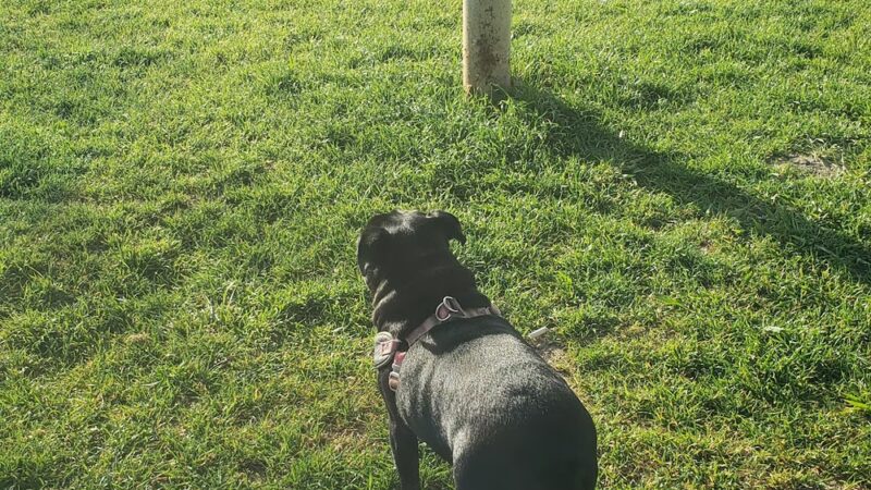 Mickey's Dog Park - Killeen, TX