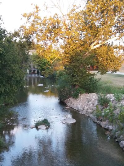 Mickey's Dog Park - Killeen, TX