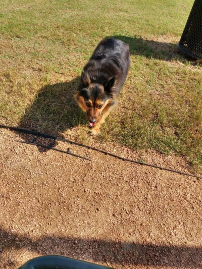 Mickey's Dog Park - Killeen, TX