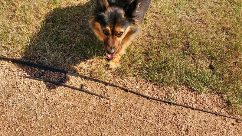 Mickey's Dog Park - Killeen, TX