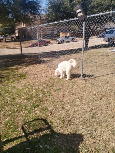 Yowell Ranch Dog Park - Killeen, TX