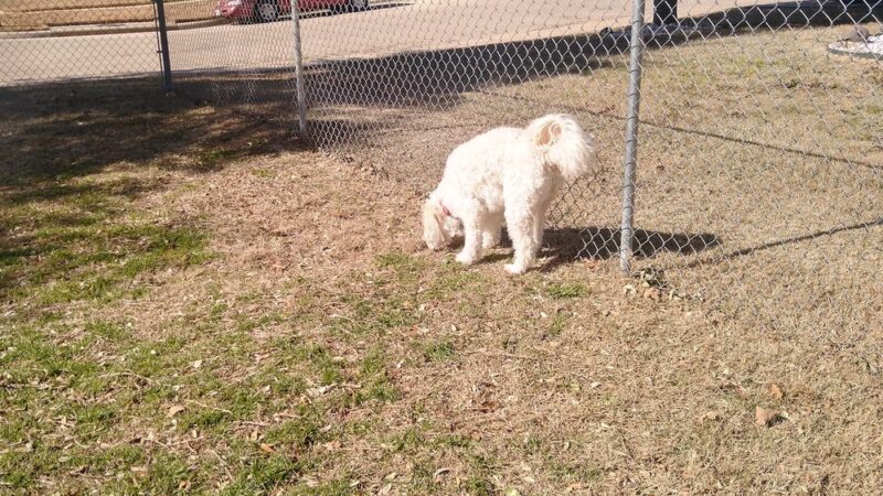 Yowell Ranch Dog Park - Killeen, TX